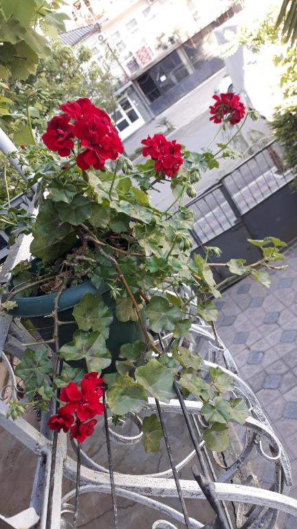 Homestay Izolda - B&B Batum