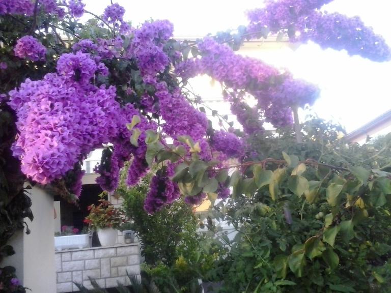 Apartman Branka - B&B Rab
