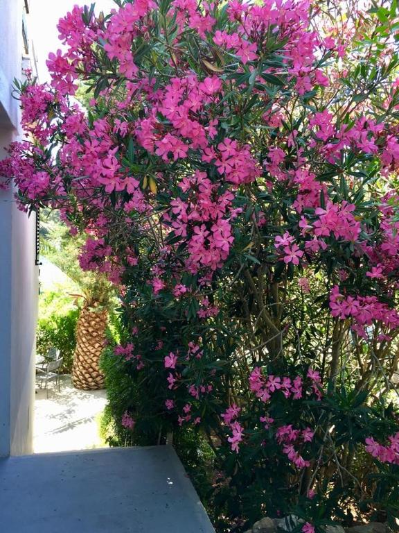 Apartment Lavanda - Bed and Breakfast Molat