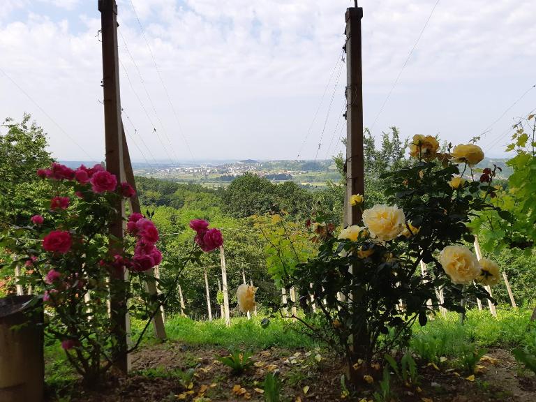House of The Red Poppy - B&B Mirkovec