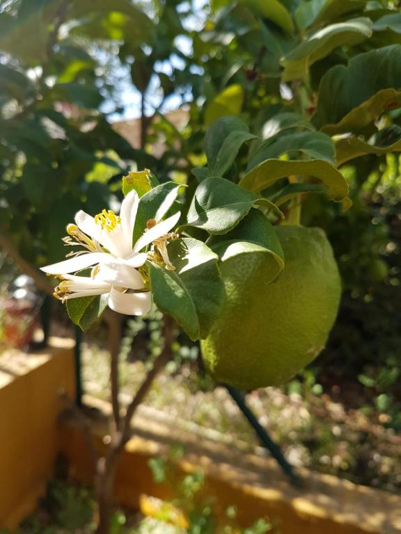 Costa Esuri - B&B Ayamonte