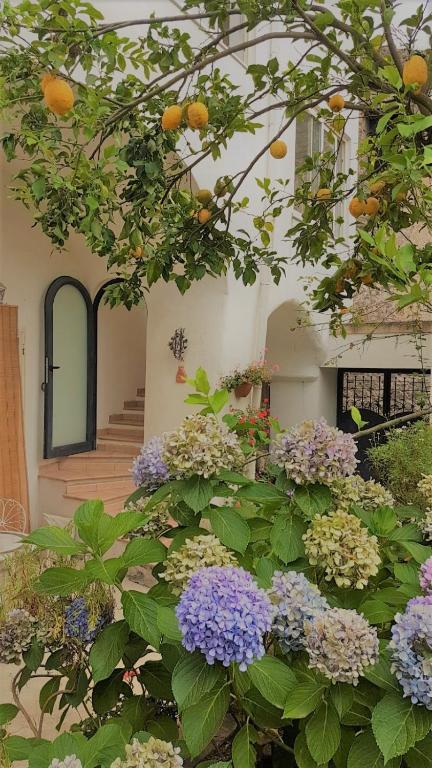 Sorrento Studios Lemons Hill - Ferienwohnung Sorrent