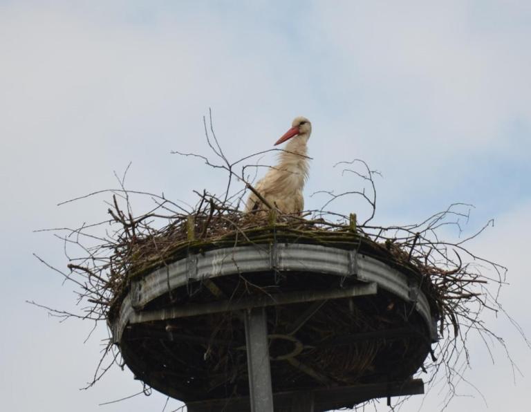 Storchennest an der Spree in Radinkendorf - Ferienwohnung Beeskow