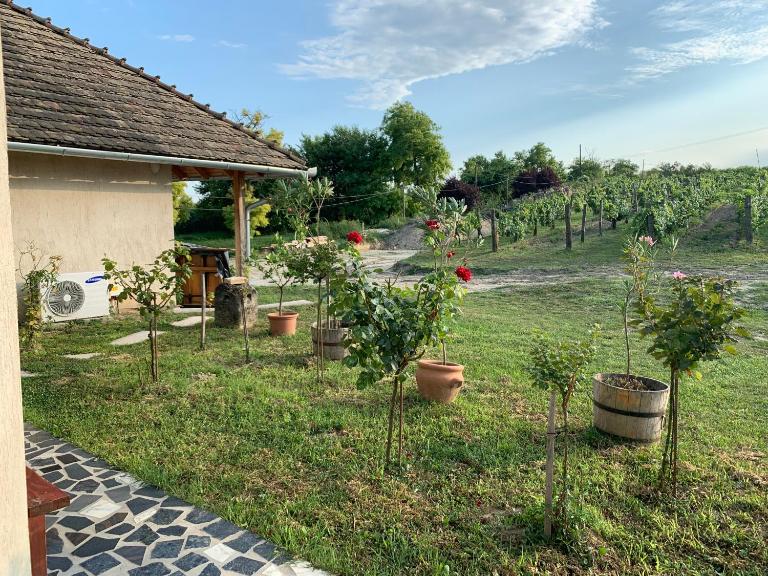 Buzál-Mórocza Pincészet és Szálláshely - Bed and Breakfast Etyek