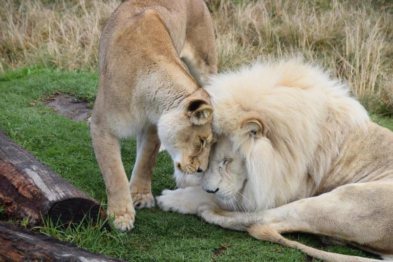 Tenikwa Wildlife Centre & Spa - B&B Plettenberg Bay
