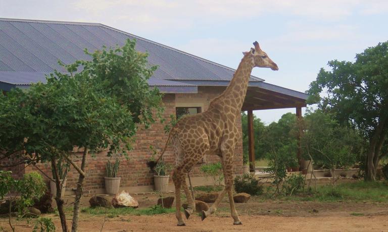 Mkhiweni 3 Bedroom Villa at Dombeya Wildlife Estate - B&B Mbabane