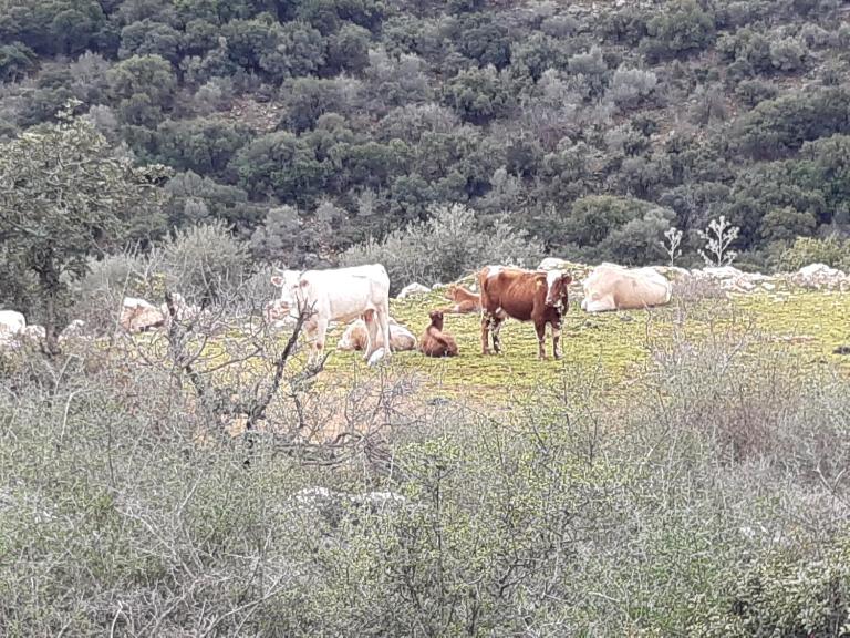 Country lodging in Manot - B&B Manot