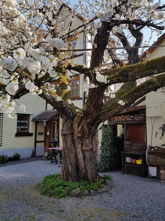 Ferienwohnung Zum-alten-Kirschbaum - Ferienwohnung Limburg an der Lahn