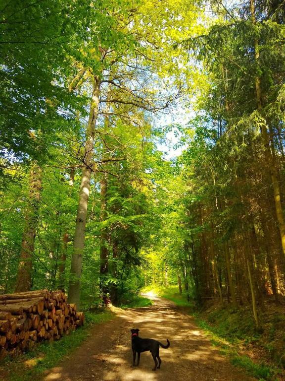 Haus Astenblick in Winterberg für bis zu 35 Personen für Wanderveranstaltungen und Familienfeiern - Ferienwohnung Winterberg