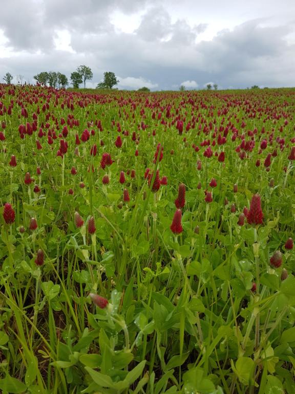 La THIBAUDIERE Glycine - B&B Châlus