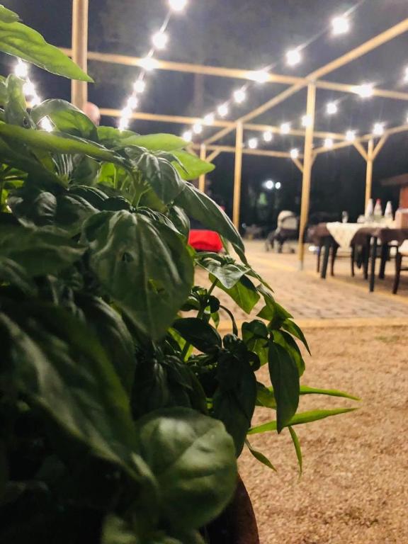 Fattoria Il Noce B&B - Ferienwohnung Manduria