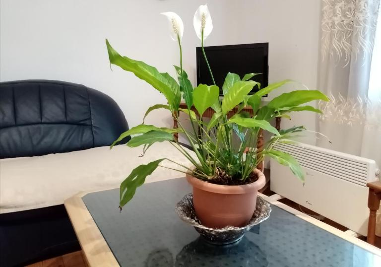 Mateski guest house - B&B Ocrida