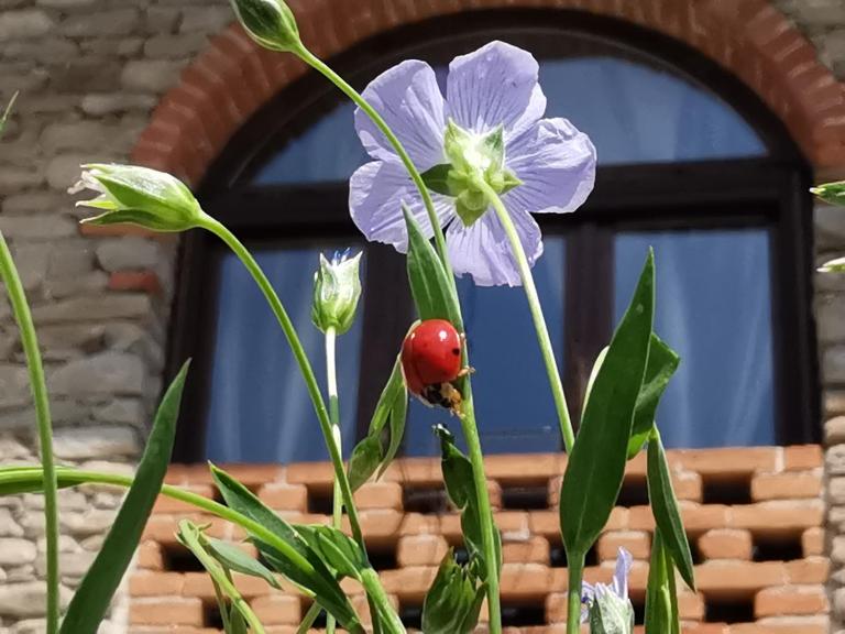 Agriturismo Mondo - B&B Bubbio