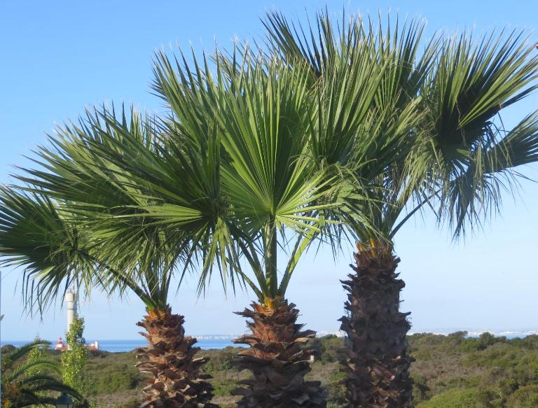 Three Palms Apartment - Bed and Breakfast Ferragudo