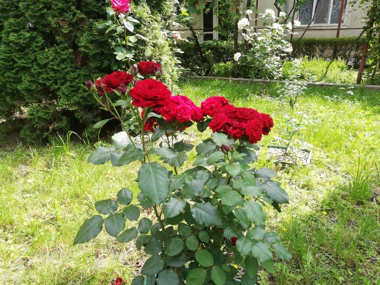 Casa Bucur - B&B Târgu Ocna