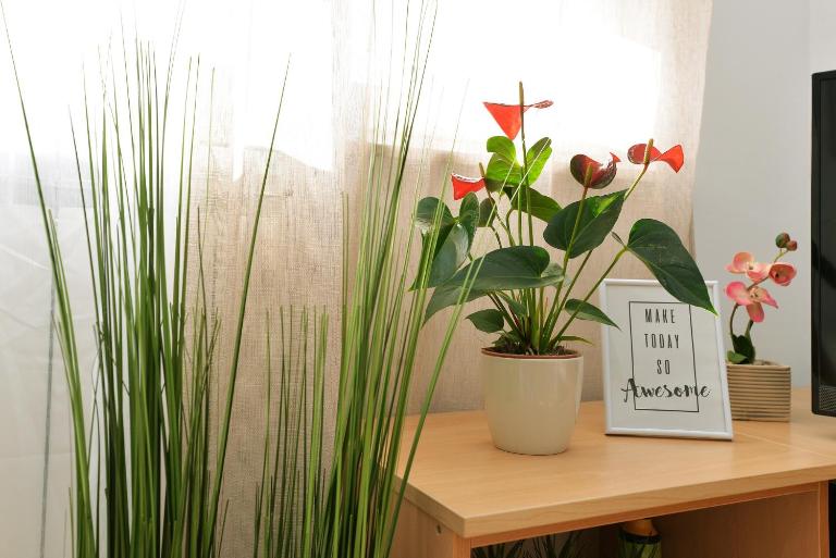 Apartments Divna - Bed and Breakfast Betina
