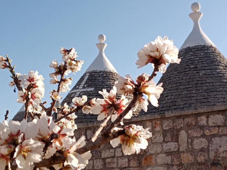Il Mandorlo - B&B Ostuni