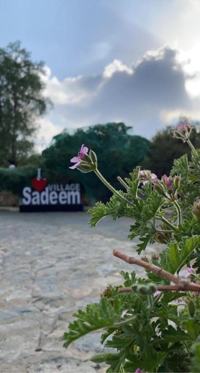 Sadeem Village & Chalet - B&B Ash Shafā