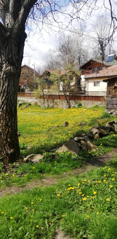 Pensiune Piatra Mare - B&B Nehoiu
