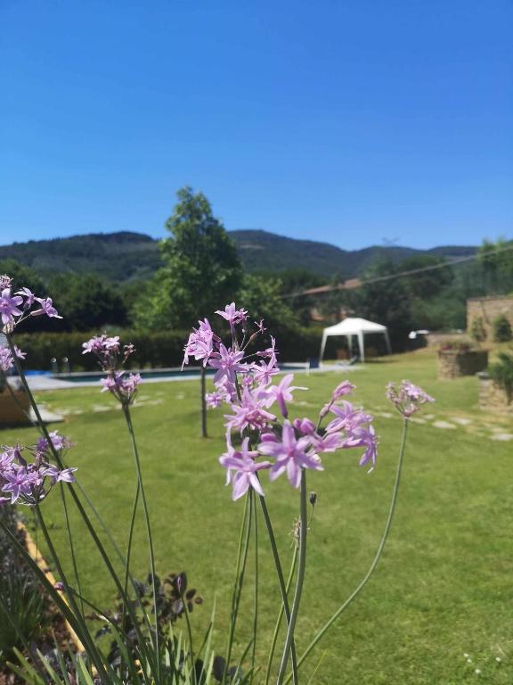 Alba Morus Bed & Breakfast, sentiti a casa nel cuore della Toscana - B&B Arezzo