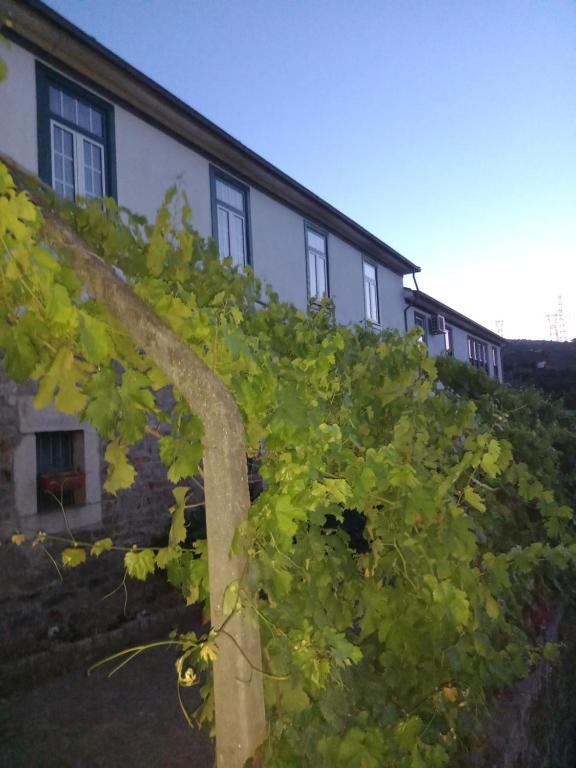 Quinta Casa Do Quintal - Ferienwohnung Lamego