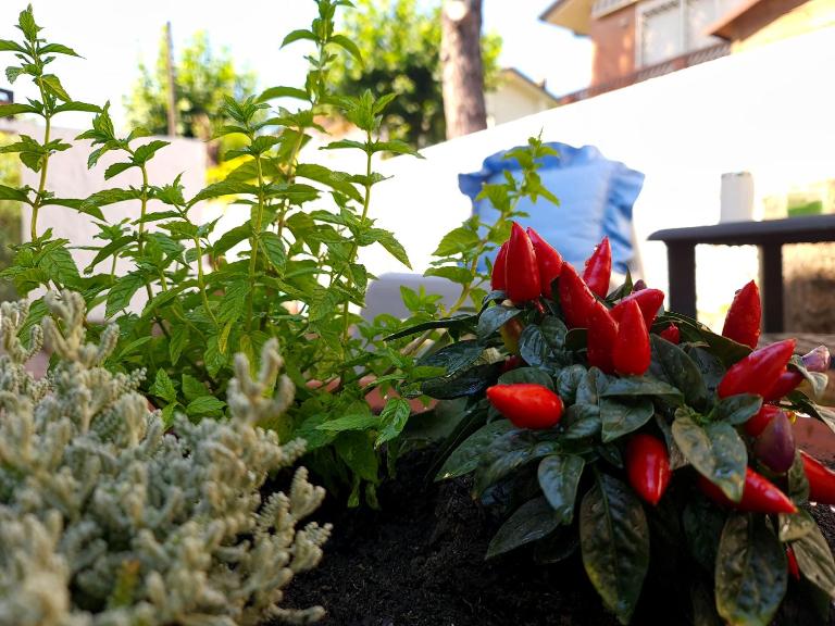 Villa Versilia - B&B Lido di Camaiore