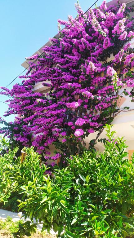 Villa Jadranka Pakostane - B&B Pakoštane