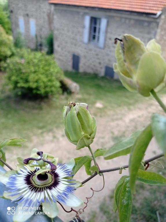 Ferme de fenivou - Ferienwohnung Boulieu-lès-Annonay