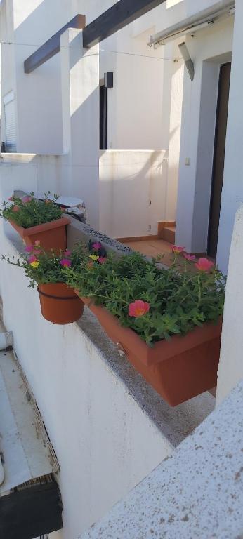Condado de alhama, naranjos 8 - B&B Alhama de Murcia