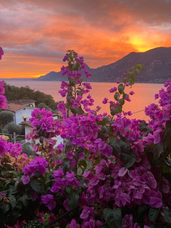 Le Due Terrazze - B&B Brenzone