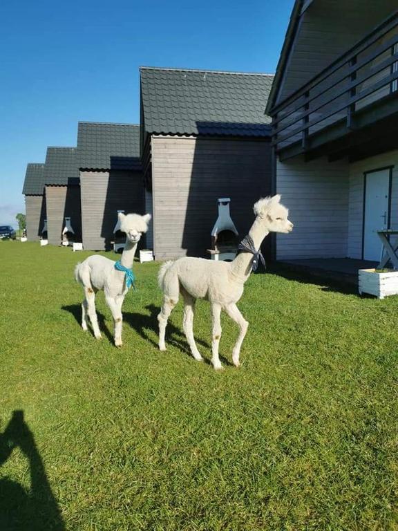Przystań Jastrzębia domki z alpakami - B&B Jastrzębia Góra