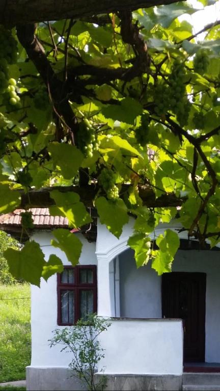 Pridvorul lui Viorel - B&B Proviţa de Sus
