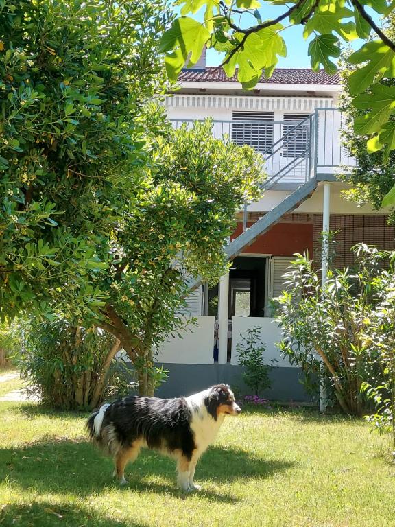 .....und der Hund darf mit - Chambres d'hôtes Privlaka