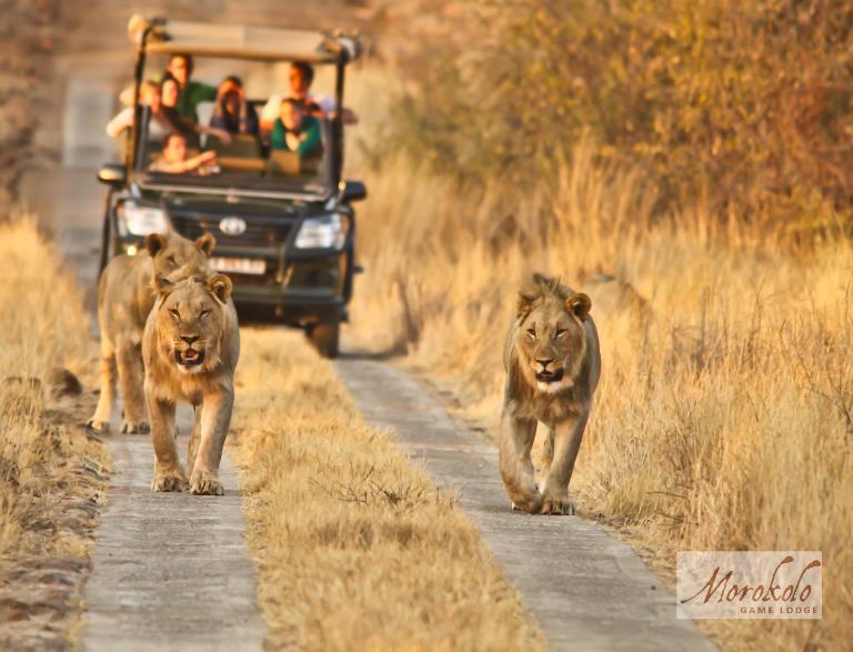 Morokolo Safari Lodge Self-catering - Bed and Breakfast Pilanesberg Center