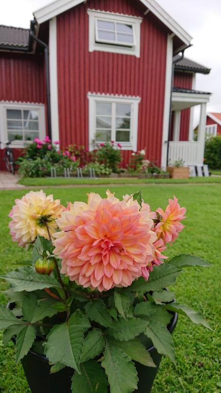 Myntloftet med inglasad bubbelbad - B&B Borlänge