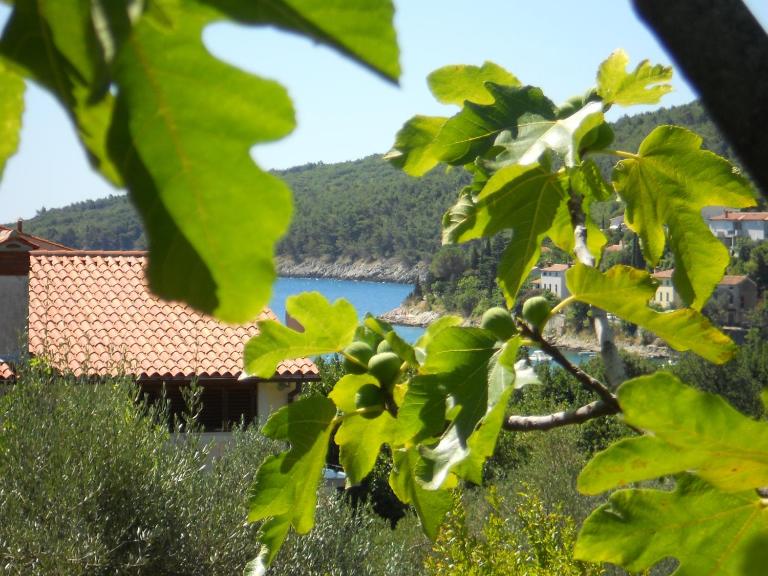 Apartments Ida Sveta Marina - Bed and Breakfast Drenje