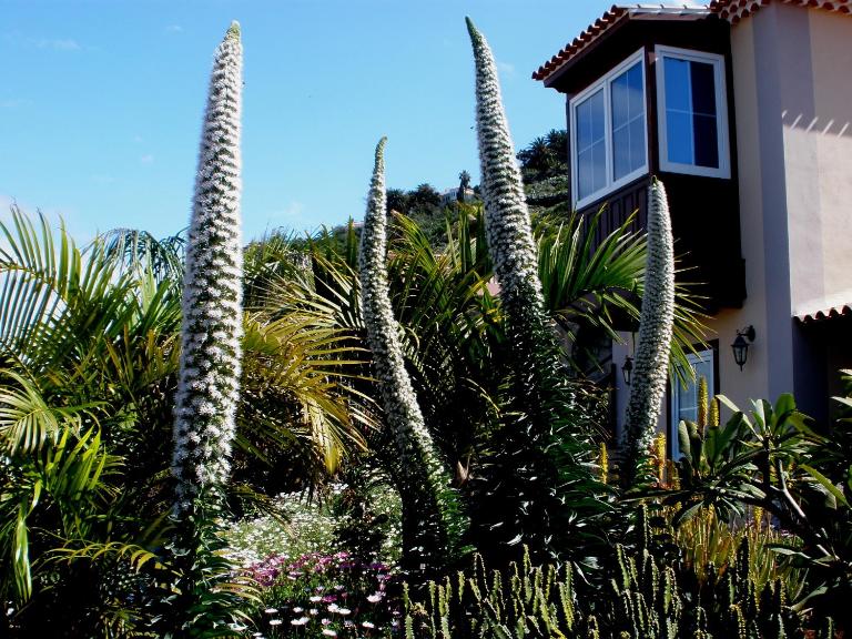 Apartamento MAR Y TEIDE - B&B El Sauzal