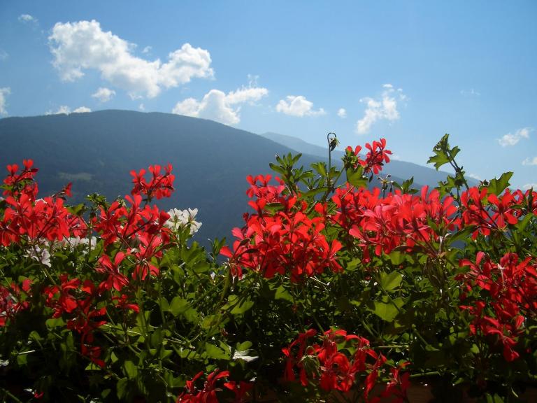 Ferienwohnung Tauberhof - B&B Bressanone