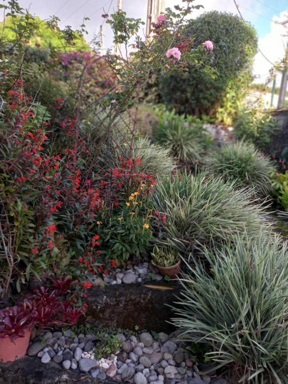 ZEN SOUFRIERE - B&B Saint-Claude