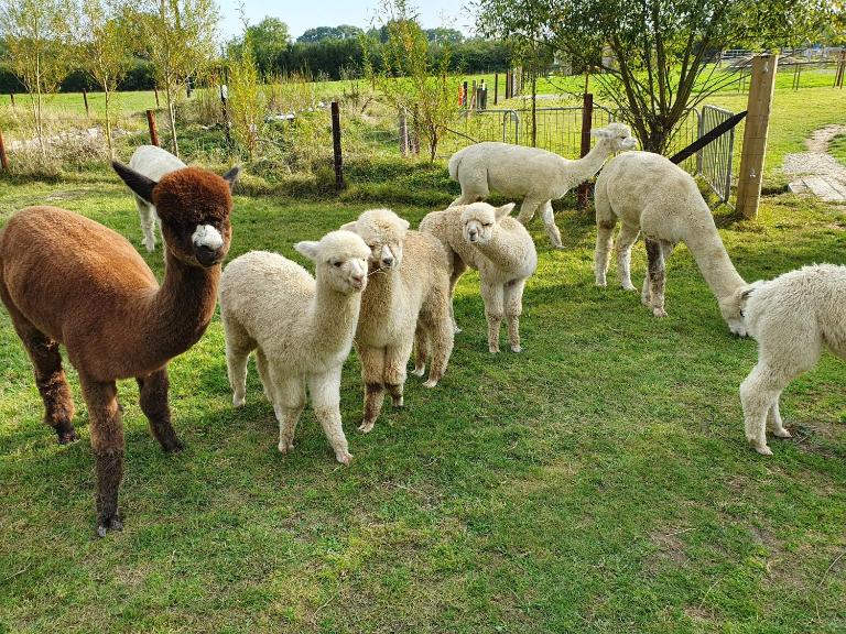 Double Decker Bus on an Alpaca Farm sleeps 8 - Bed and Breakfast Newton Abbot