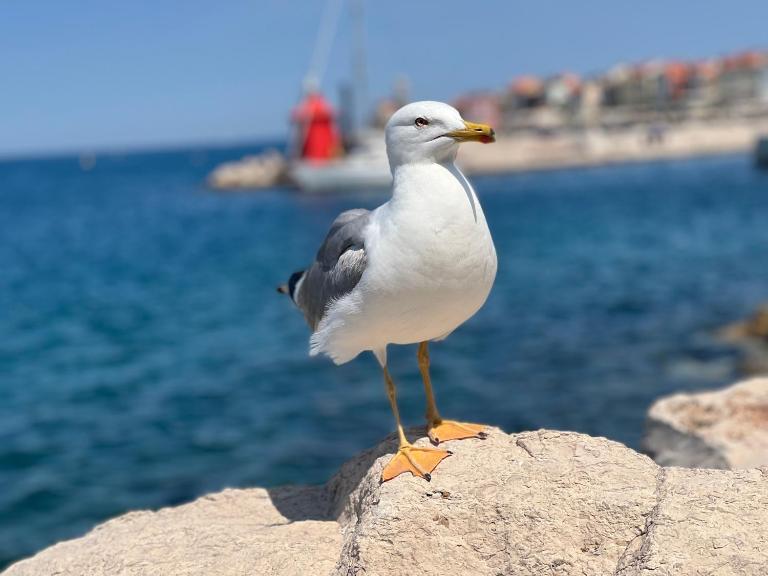 Studio Piran - B&B Pirano