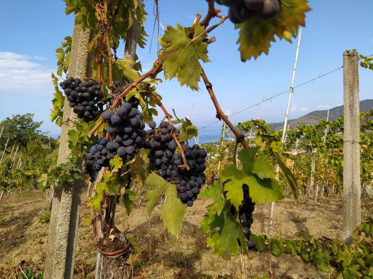 Casa Vacanze Il Vigneto: tra mare e natura 2 - Ferienwohnung Castellabate