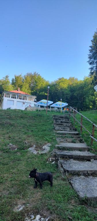 cerbu - B&B Bozovici