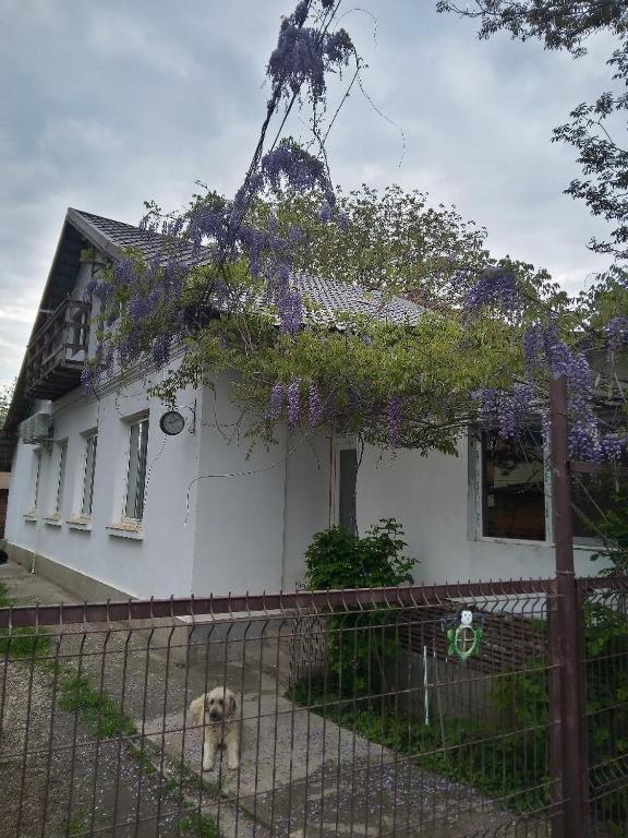 CASA MEA-Casa Mocanu - Bed and Breakfast Giurgiu