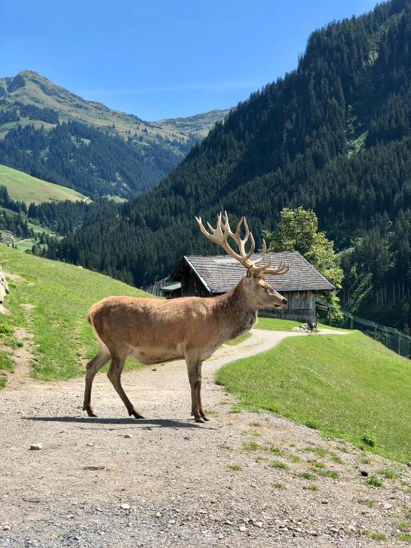 Haizelrock - B&B Kirchberg in Tirol