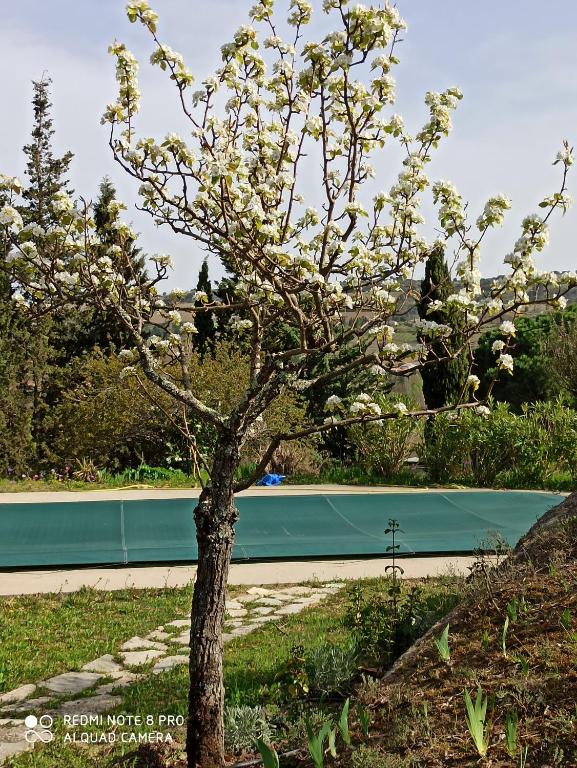 Le Rocher au Thym - B&B Limoux