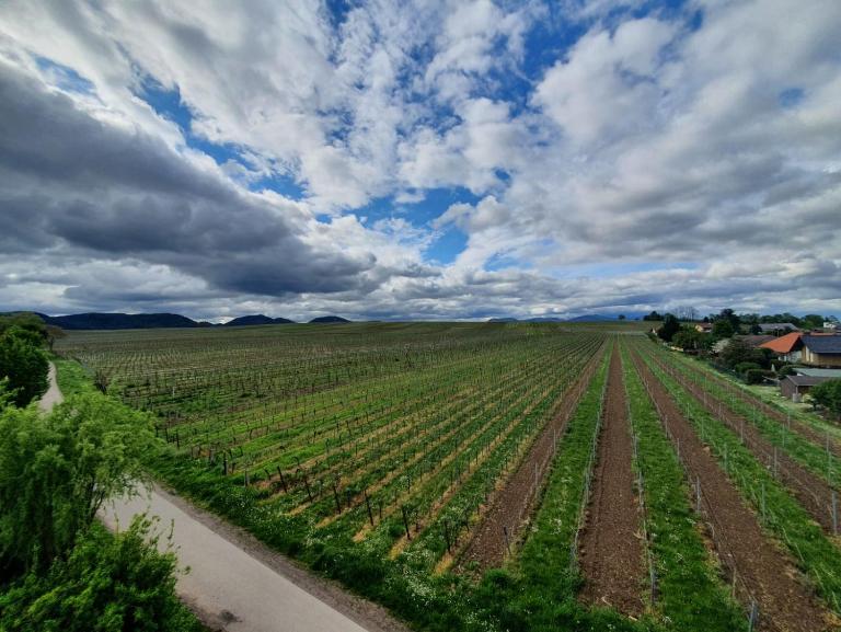 Weinseelig14 - B&B Landau in der Pfalz