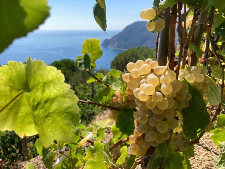 Villa Pietrafiore - Bed and Breakfast Monterosso al Mare