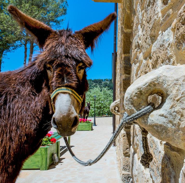 La Quercia e l'Asino - Ferienwohnung Piazza Armerina