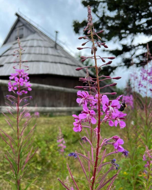 Chalet Korosica Velika Planina - Chambres d'hôtes Stahovica